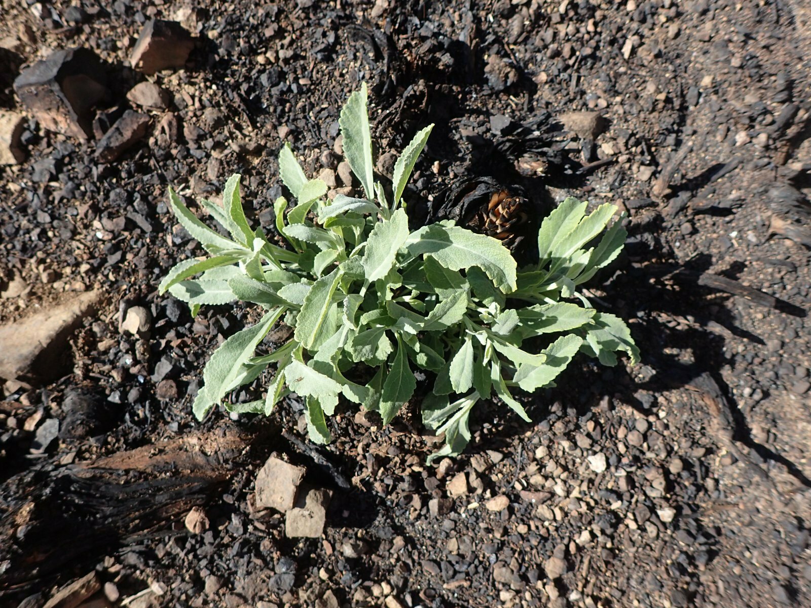High Resolution Salvia apiana Shoot